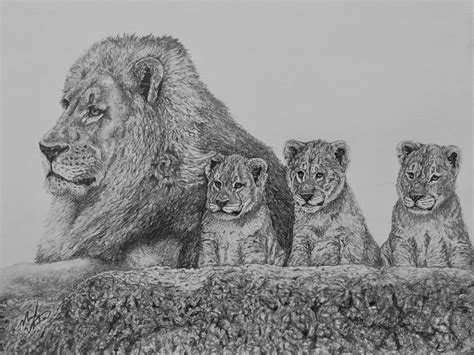 Lion Family Drawing at PaintingValley.com | Explore collection of Lion ...