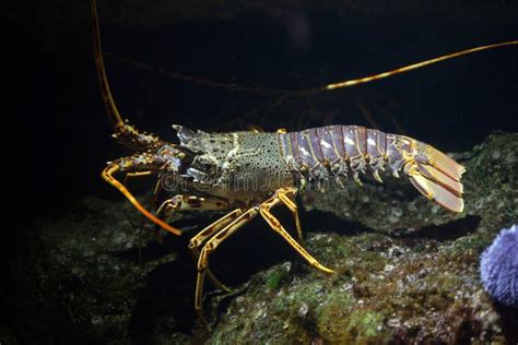 Common Spiny Lobster Palinurus Elephas Stock Photo Image Of Nature