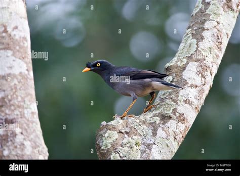 maina bird  res stock photography  images alamy