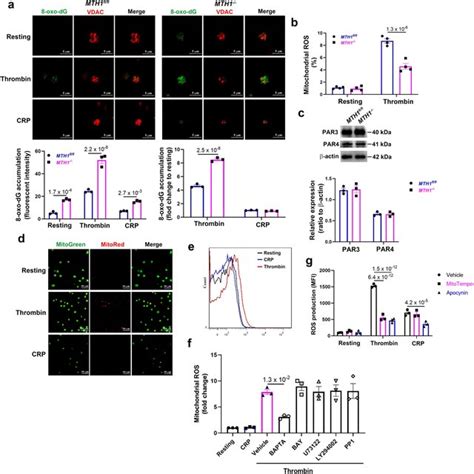 Dysregulated Protein Phosphorylation In MTH1 Deficient Platelets After