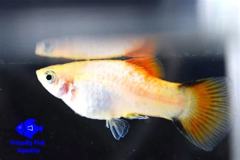 Yellow Platy Friendly Fish Aquatics