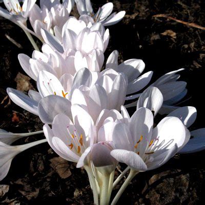 Colchicum Byzantinum Innocence David Burdick Daffodils More