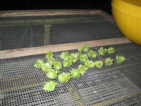 Michigan Hops Farm: Drying the Harvested Hops