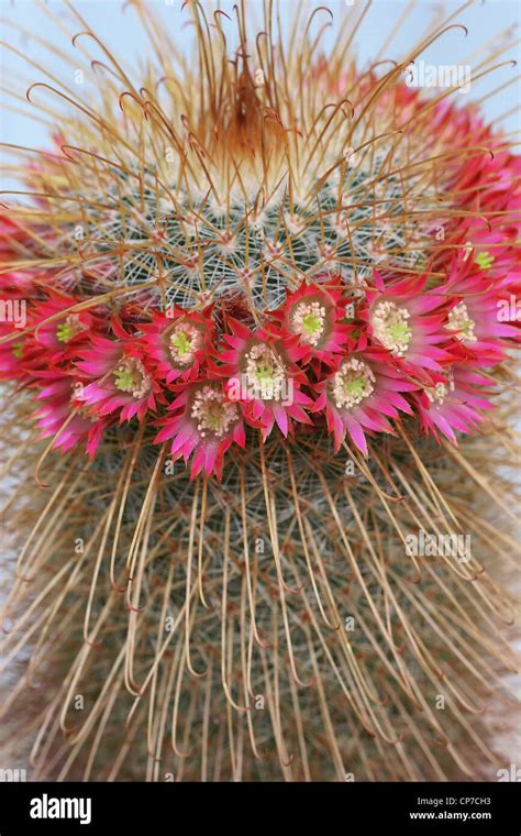 Mammillaria Cultivar Cactus Pincushion Cactus Red Stock Photo Alamy