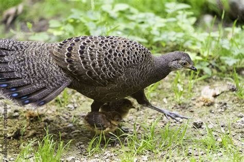 Portrait Of The Grey Peacock Pheasant Polyplectron Bicalcaratum Also