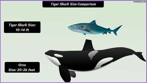 Tiger Shark Size: How Big Are They Compared To Others?