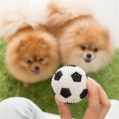 29 Fun Activities To Do With Your Mini Pomeranian Barkspot