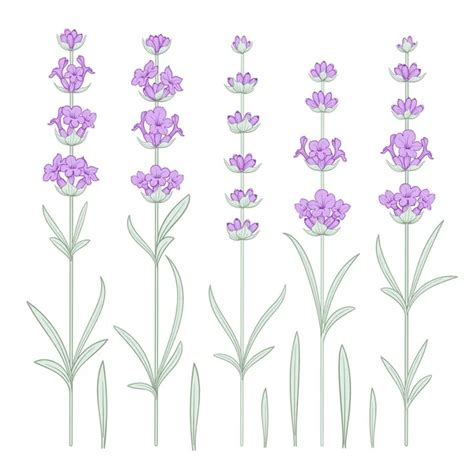 Set Of Lavender Flowers Elements Stock Vector Image By Kotkoa 97129214