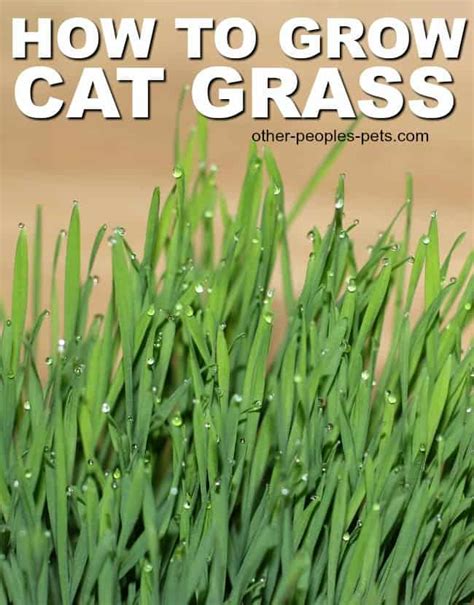 How To Grow Cat Grass For Your Cat To Enjoy Other Peoples Pets