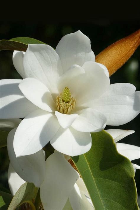 Buy Fairy White Magnolia Free Shipping Wilson Bros Gardens 3