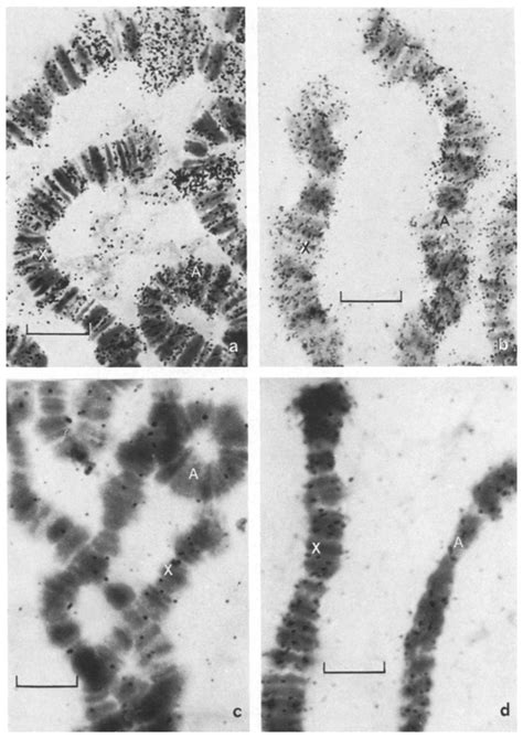 Fig La Fl Autoradiograms Of Polytene Chromosomes Of Larval Salivary