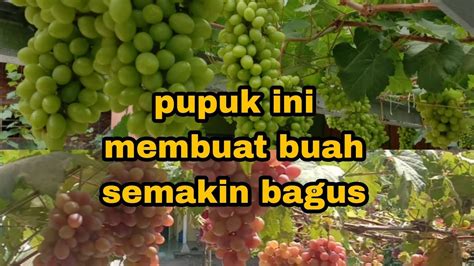 CARA MEMUPUK TANAMAN ANGGUR YANG BERBUAH BERSUSUN