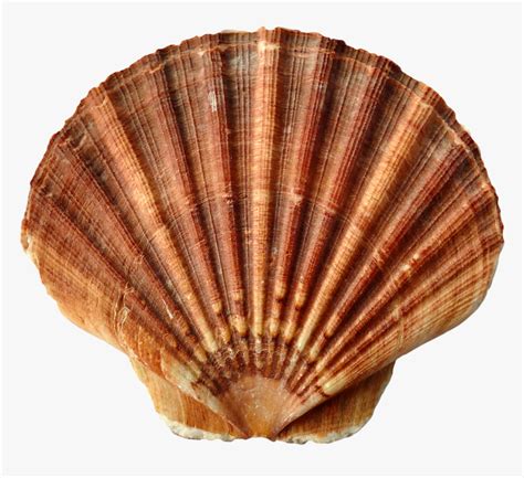 Seashell Png - Sea Shells, Transparent Png , Transparent Png Image ...