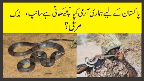 Pakistan Army SSG Commandos Eating Hen Snake Drink Hen Blood YouTube