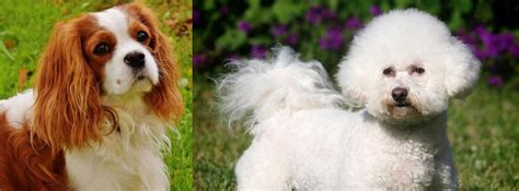 cavalier king charles spaniel  bichon frise breed comparison