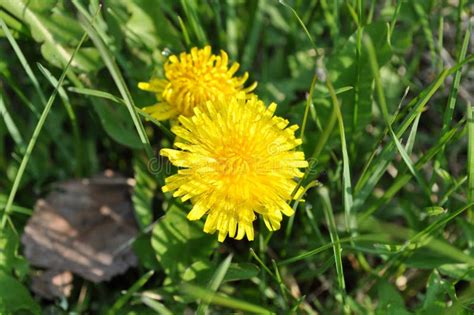 Dandelion In Grass Closeup Of Lush Yellow Petals Of Dandelion Flowers