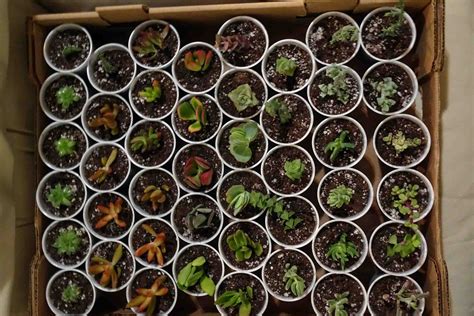 75/100 Assorted Succulent Cuttings | Premium Succulents Direct From the Nursery