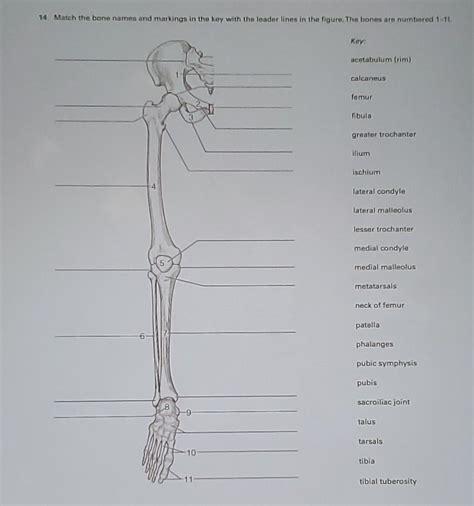 Solved 14 Match The Bone Names And Markings In The Key With Chegg