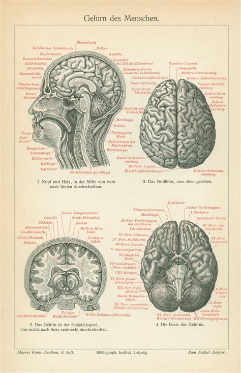 Human Brain Anatomy- Antique Medical Engraving- Original Vintage Poster - Authentic Vintage Posters