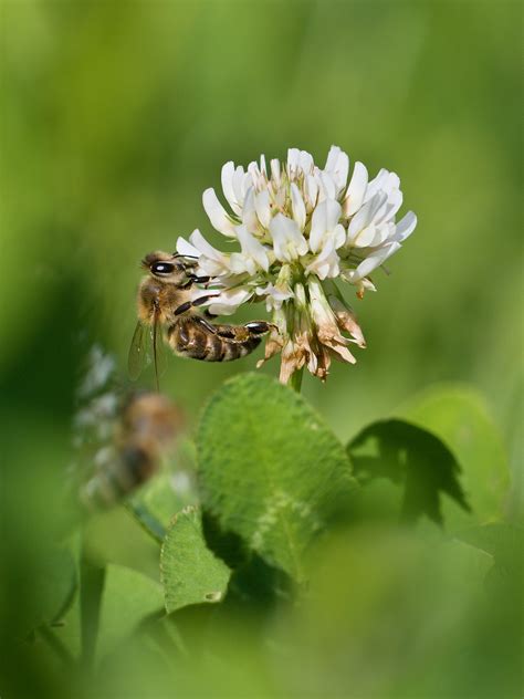 Biene Diligence Honig Kostenloses Foto Auf Pixabay