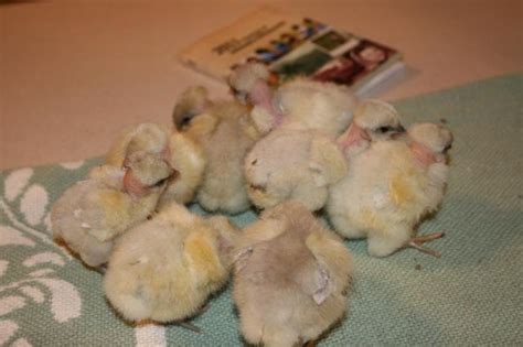 Naked Necks Backyard Chickens Learn How To Raise Chickens