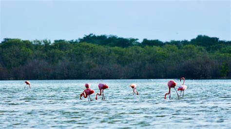 The Flamingo Sanctuary Of La Guajira BnB Colombia Tours