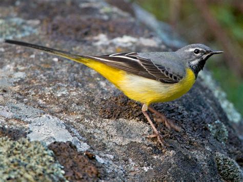 Gray Wagtail Ebird