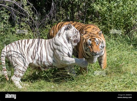 Tigre Blanc Du Bengale Femelle Adulte Banque De Photographies Et D