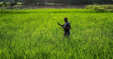 Pm Launches Single Brand Bharat For Subsidised Fertilisers 600 Kisan