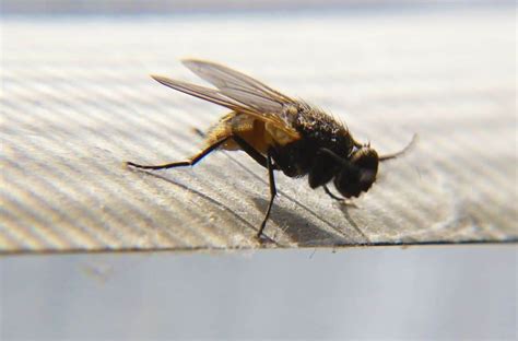 8 Small Black Flying Bugs In House Not Fruit Flies