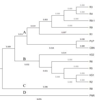 Dendrogram Showing The Phylogenetic Relationships Between Mangifera