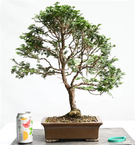 Hinoki Cypress Bonsai Bonsai Learning Center Store