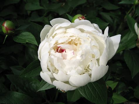 4K, 5K, Peonies, Closeup, White background, White, HD Wallpaper | Rare Gallery