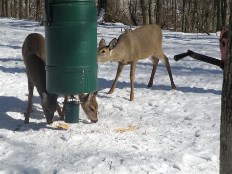 Three Deer Checking Out The New Cabelas Feeder There Flickr