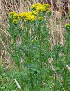 Ragwort (Senecio jacobaea) (Nox) | VRO | Agriculture Victoria