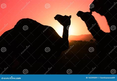 Camel Silhouette on Sunset in Rajasthan Stock Image - Image of forest ...