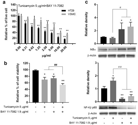 A Mtt Assay Result After Tunicamycin Bay 11 7082 Treatment B Cell