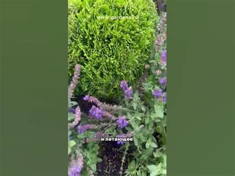 #садовыекомпозиции#садмечты#идеидлядачи - YouTube