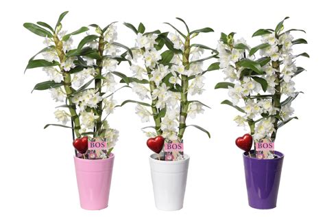 Dendrobium Nobile Classic Apollon Plant Wholesale Floraccess