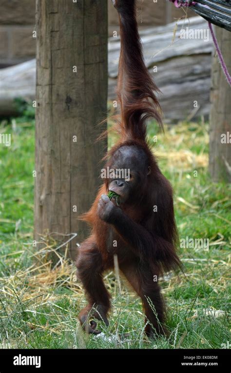 Baby Bornean Orangutan Stock Photo - Alamy