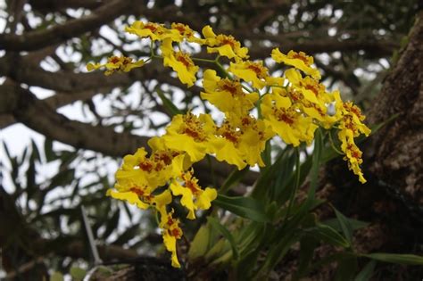 Premium Photo A Yellow Flower With Red Spots Is In Front Of A Tree