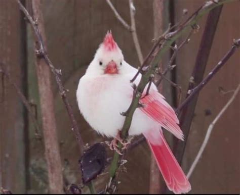 A white Cardinal spotted in Ontario : r/Damnthatsinteresting