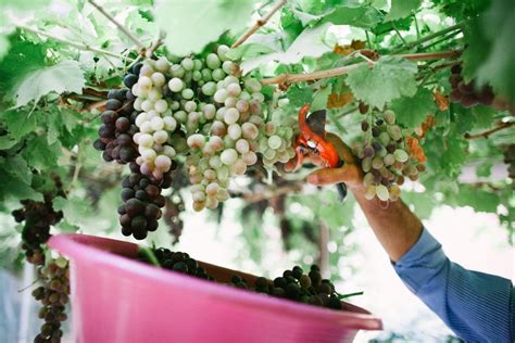 Picking Grapes - IMB