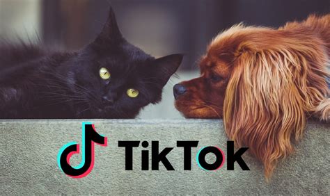 Los Mejores V Deos De Tiktok Con Perros Y Gatos