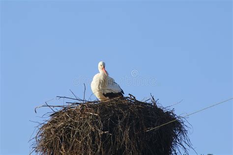 Cegonha No Ninho Alto Acima Dos Telhados Da Cidade Imagem De Stock