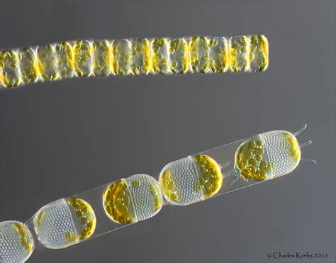 Cyprid Barnacle Larva Shrimp Larva Diatoms Shells