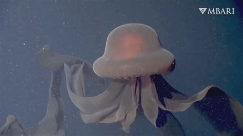 Giant Deep Sea Jellyfish