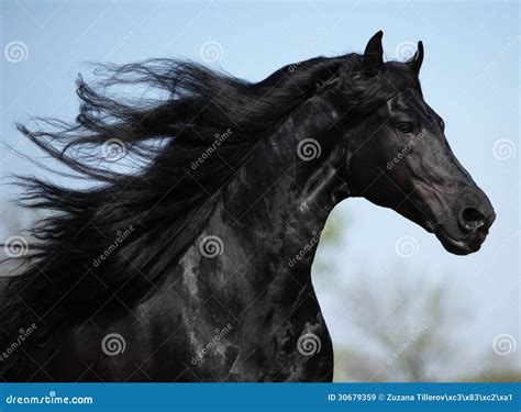 Gorgeous Friesian Stallion with Long Mane Running on Pasturage Stock ...