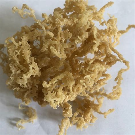 Organic Jamaican Sea Moss Irish Moss Etsy