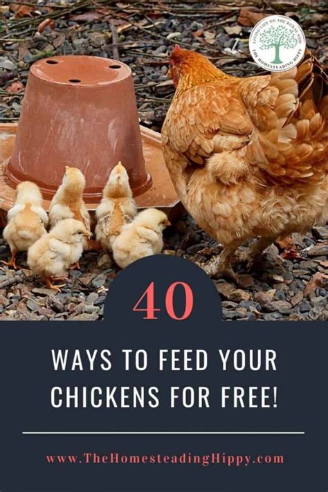 40 Ways To Feed Your Chickens For Free No More Buying Feed